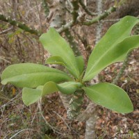 Euphorbia nivulia Buch.-Ham.